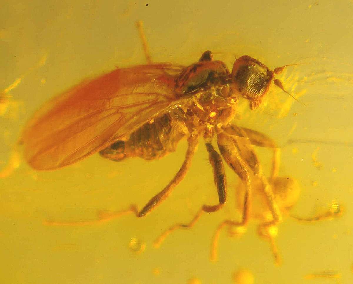fossil fly in amber