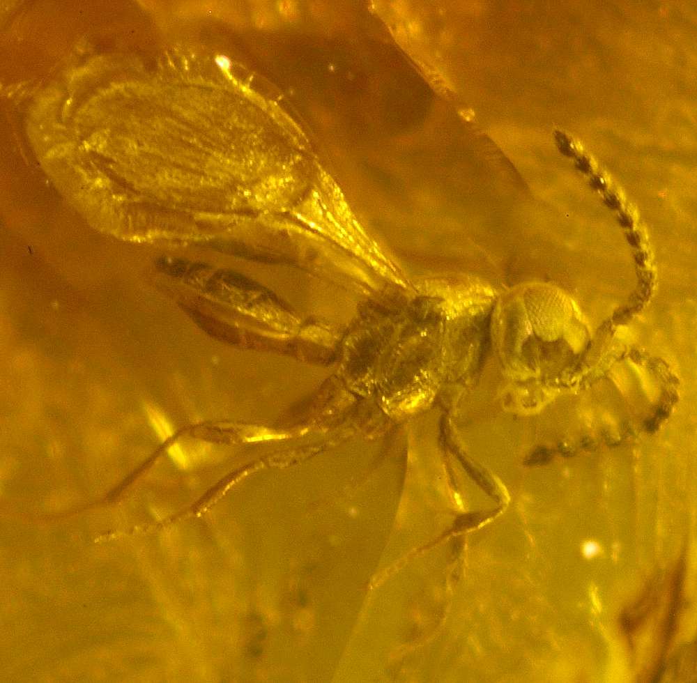 Scelionidae in amber