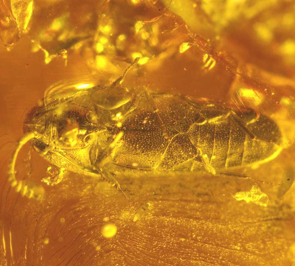 Throscidae fossil in amber