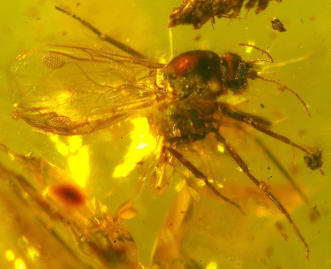 Eohelea in Baltic amber