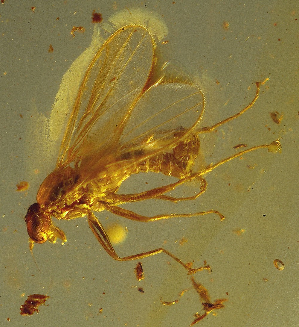 fossil fly in amber