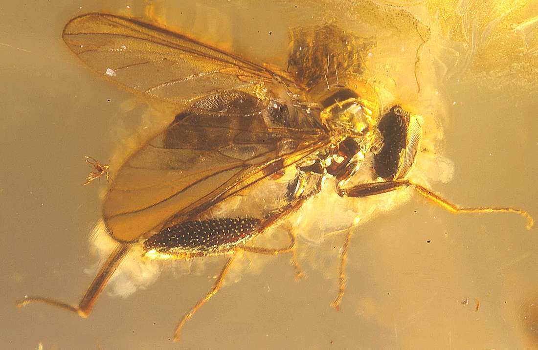 fossil fly in amber