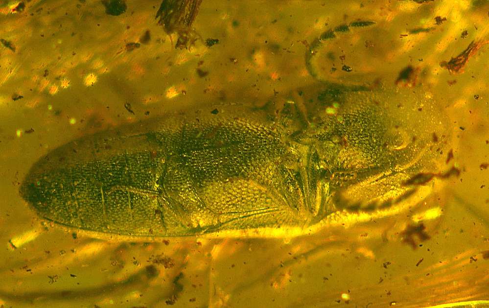 Throscidae fossil in amber