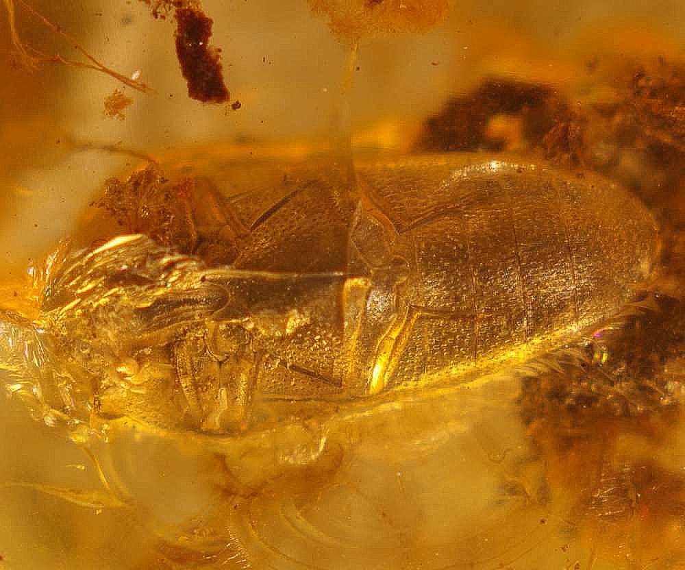 Eucnemidae fossil.jpg