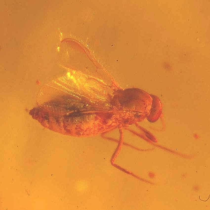 Ceratopogonidae Eohelea in Baltic amber