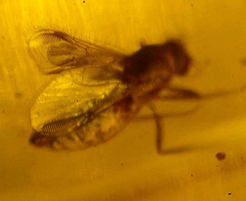 Ceratopogonidae Eohelea in Baltic amber