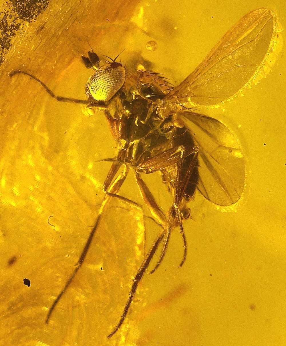 Fossil Dolichopodidae.jpg