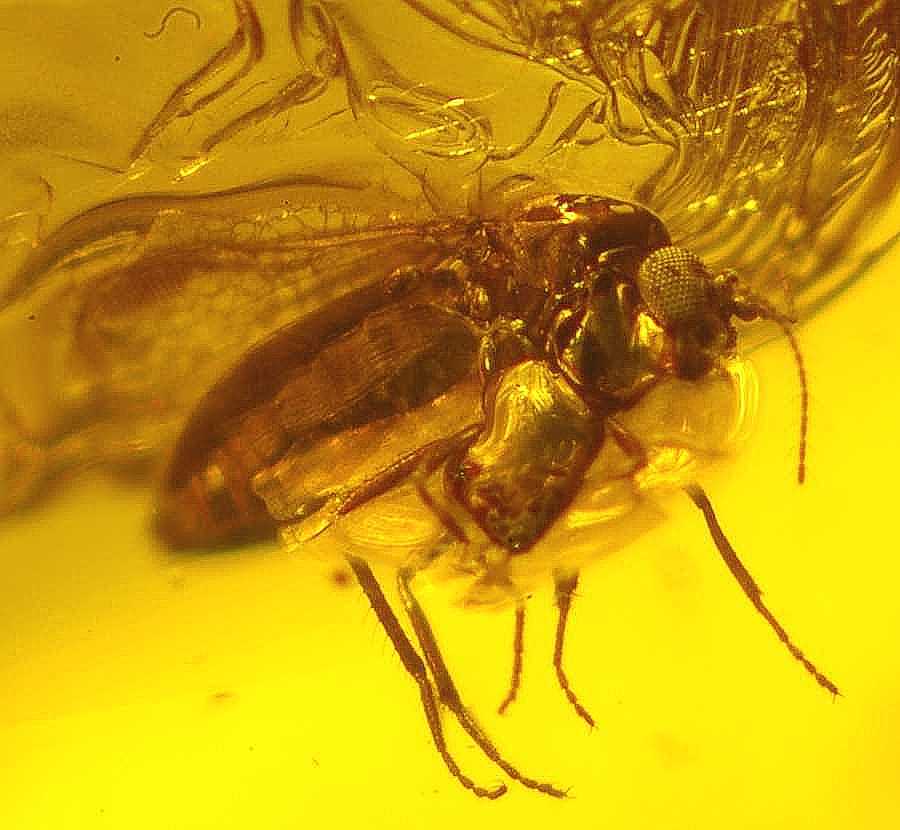 Ceratopogonidae Eohelea in Baltic amber