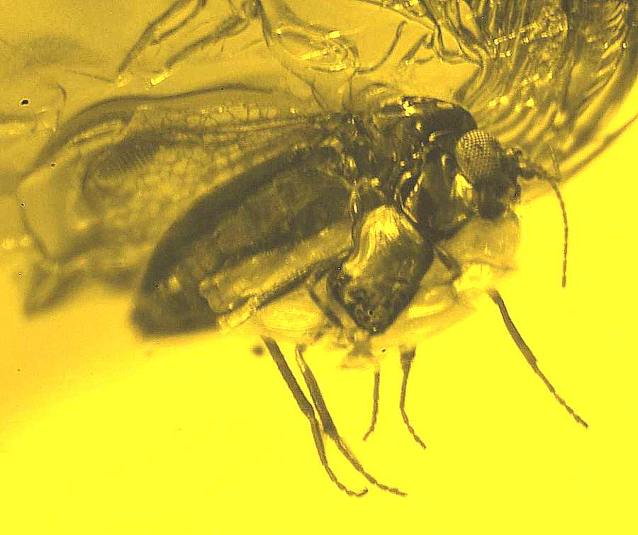 Ceratopogonidae Eohelea in Baltic amber