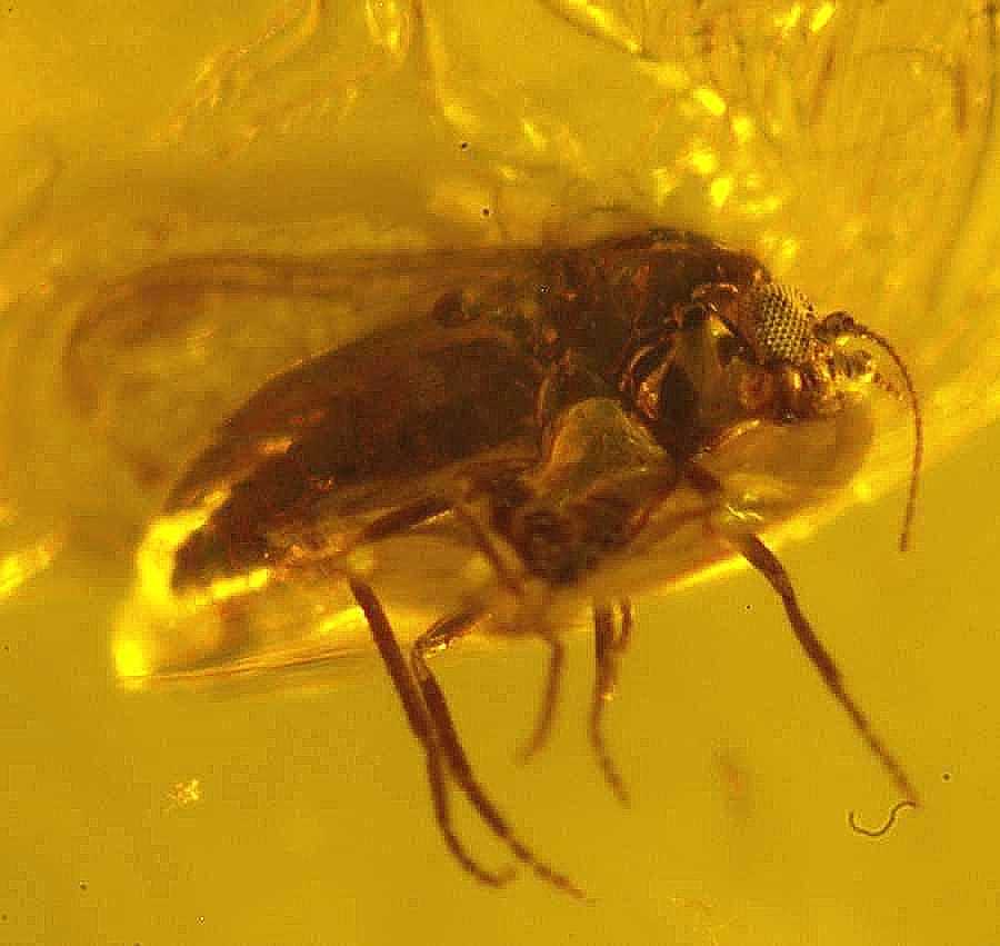 Fossils Eohelea in Baltic amber