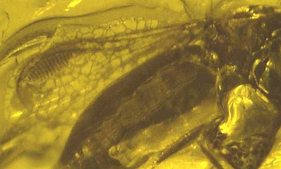 Eocene Eohelea in Baltic amber