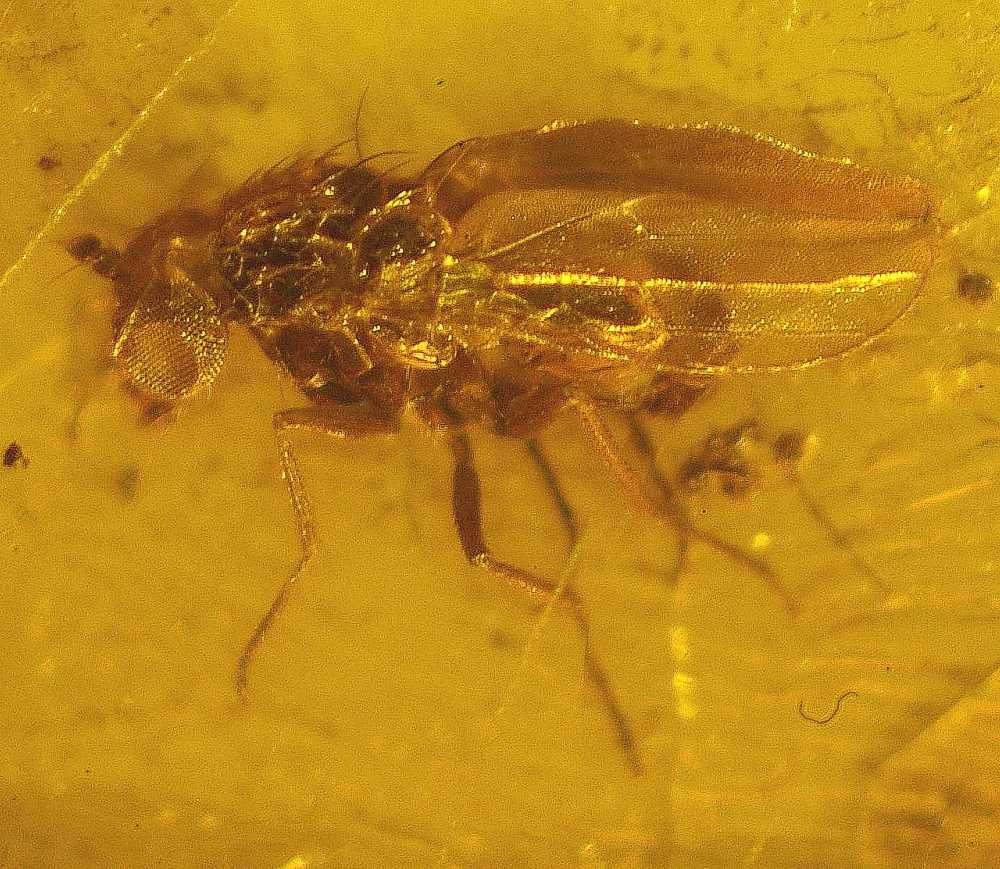 fossil fly in amber
