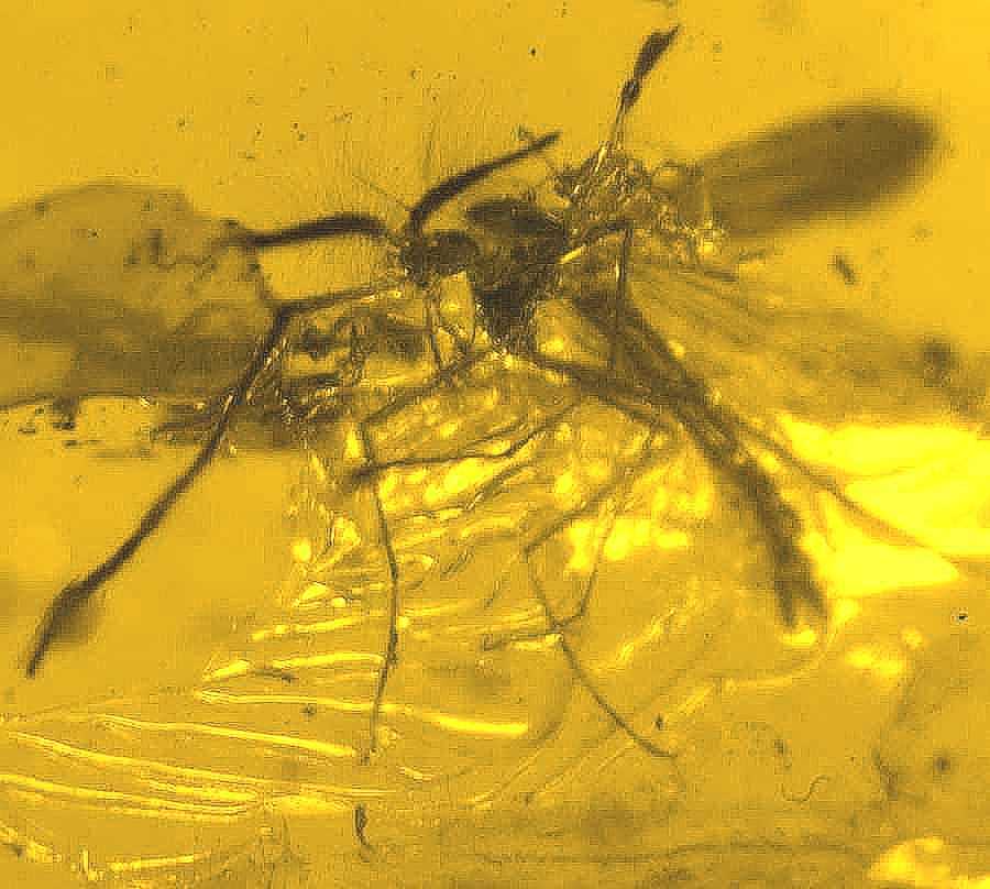 fossil fly in Baltic amber.jpg