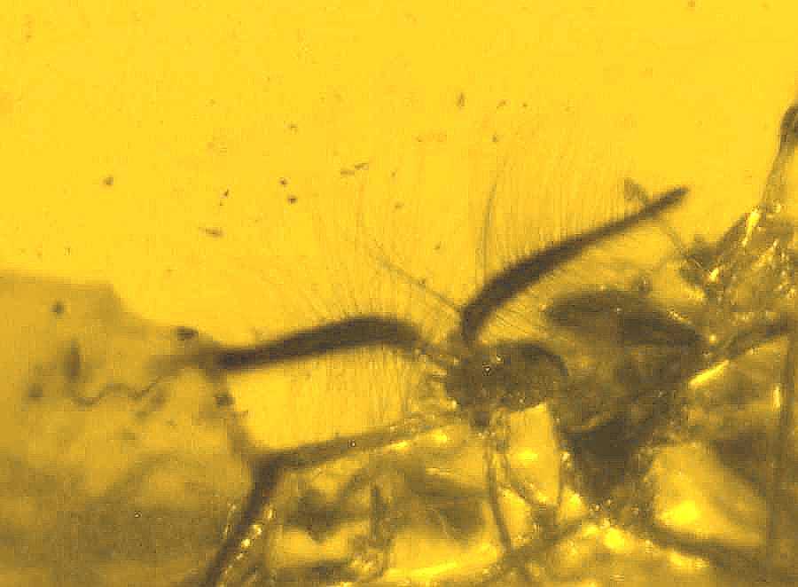 fossil fly in Baltic amber