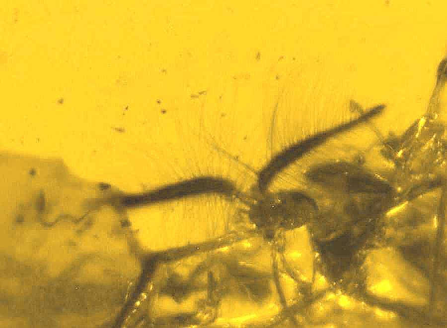 fossil fly in Baltic amber