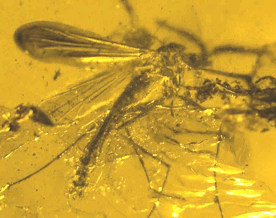 fossil fly in Baltic amber
