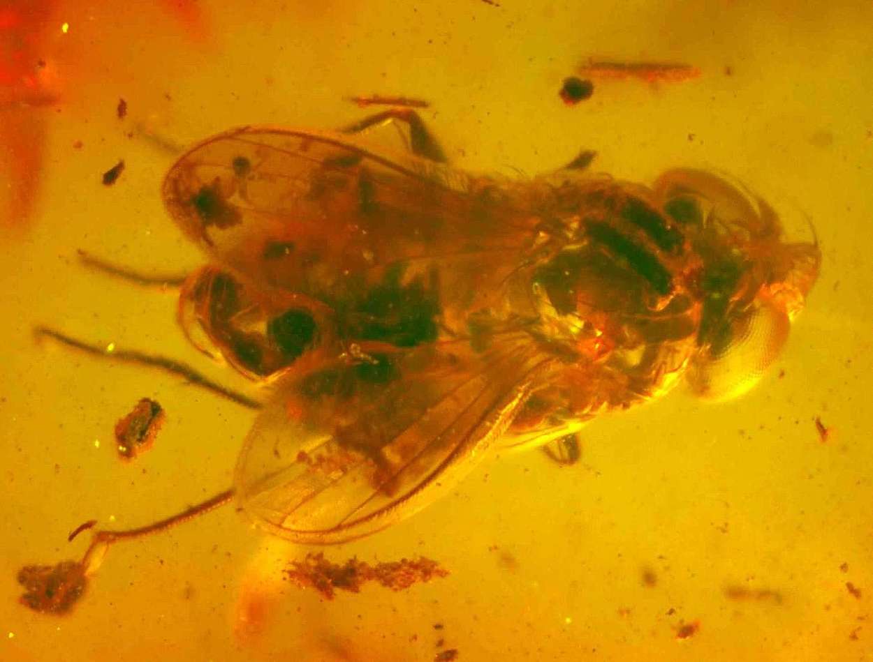 fossil fly in amber