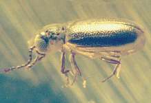  fossil beetle in Baltic amber