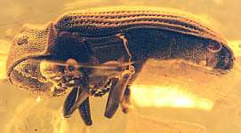  Anobium sucinoemarginatum, fossil beetle in Baltic amber