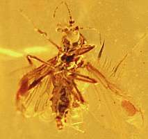 Eohelea petrunkevitchi