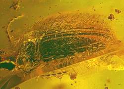 Fossil Artematopodidae in Baltic amber