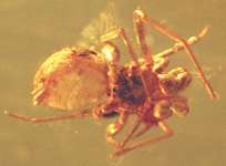  fossil spider in Baltic amber