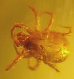  fossil acarina in Baltic amber