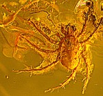  fossil acarina in Baltic amber