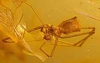  fossil spider in Baltic amber