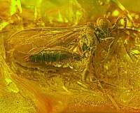Fossils Wasp in Baltic amber