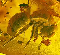 Fossils Wasp in Baltic amber