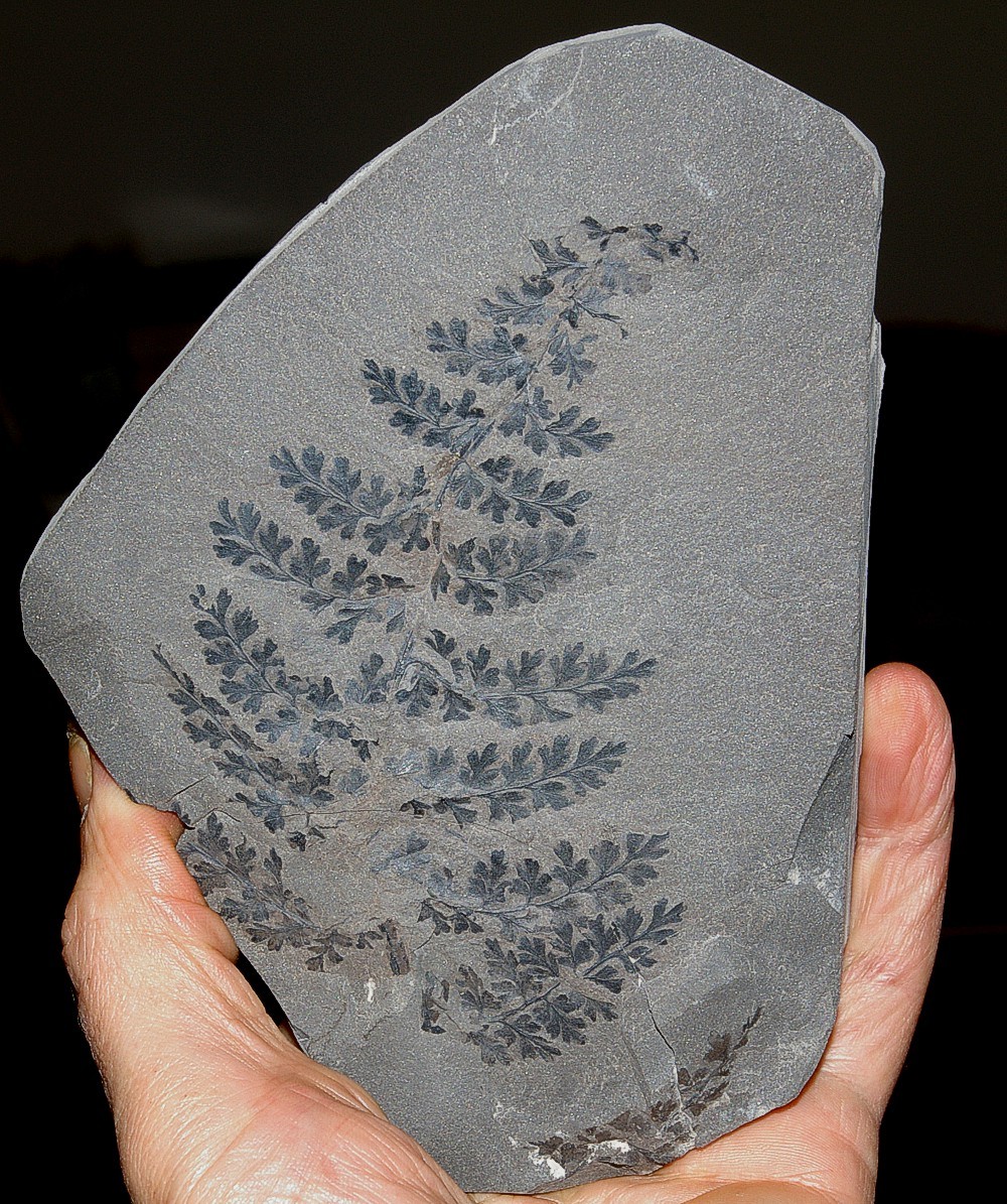 Eusphenopteris sauveuri (Crepin) Carboniferous feern fossil
