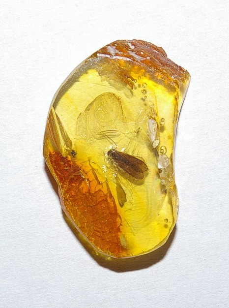Inclusions in amber