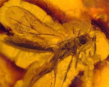 inclusions in Baltic amber fossils insects